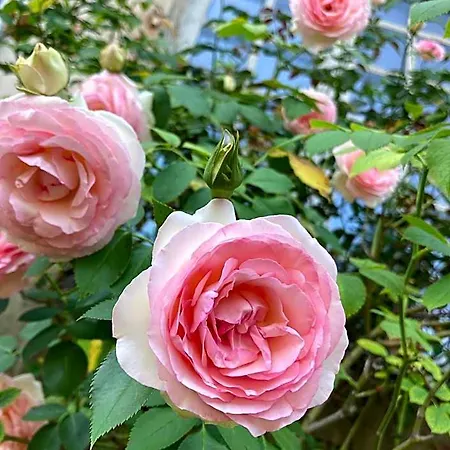 Chateau De Sur Bonnieure Bed & Breakfast Chasseneuil-sur-Bonnieure
