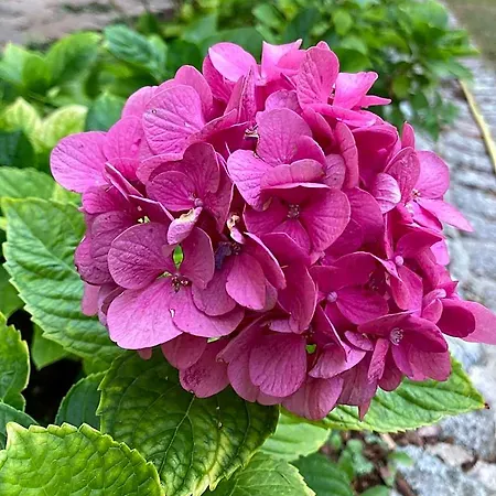 Chateau De Sur Bonnieure *