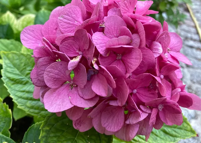 Couette-café Château De Sur Bonnieure *