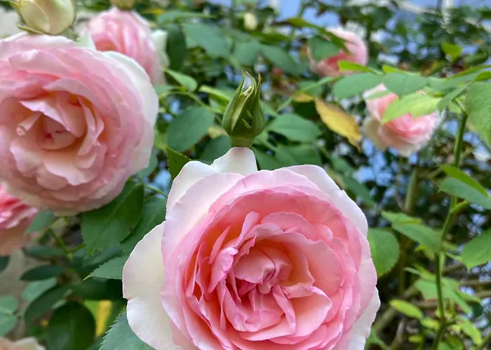 Château De Sur Bonnieure *